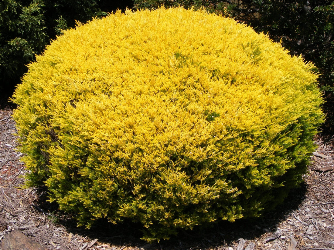 Golden Diosma Aurea (Coleonema pulchellum) - Ladybird Nursery