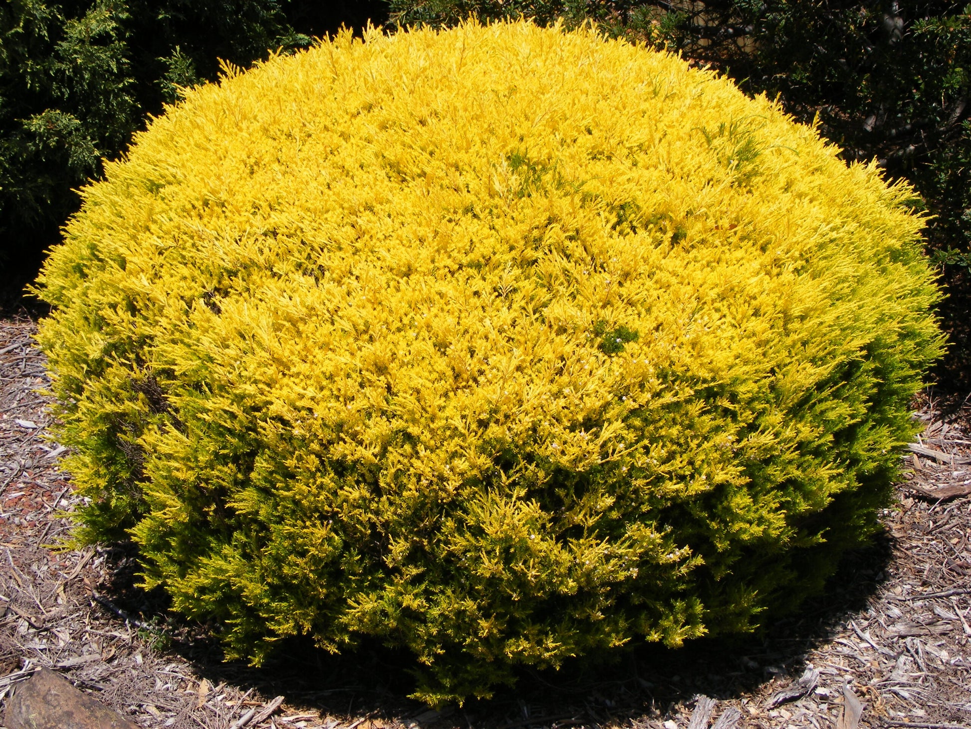 Golden Diosma Aurea (Coleonema pulchellum)