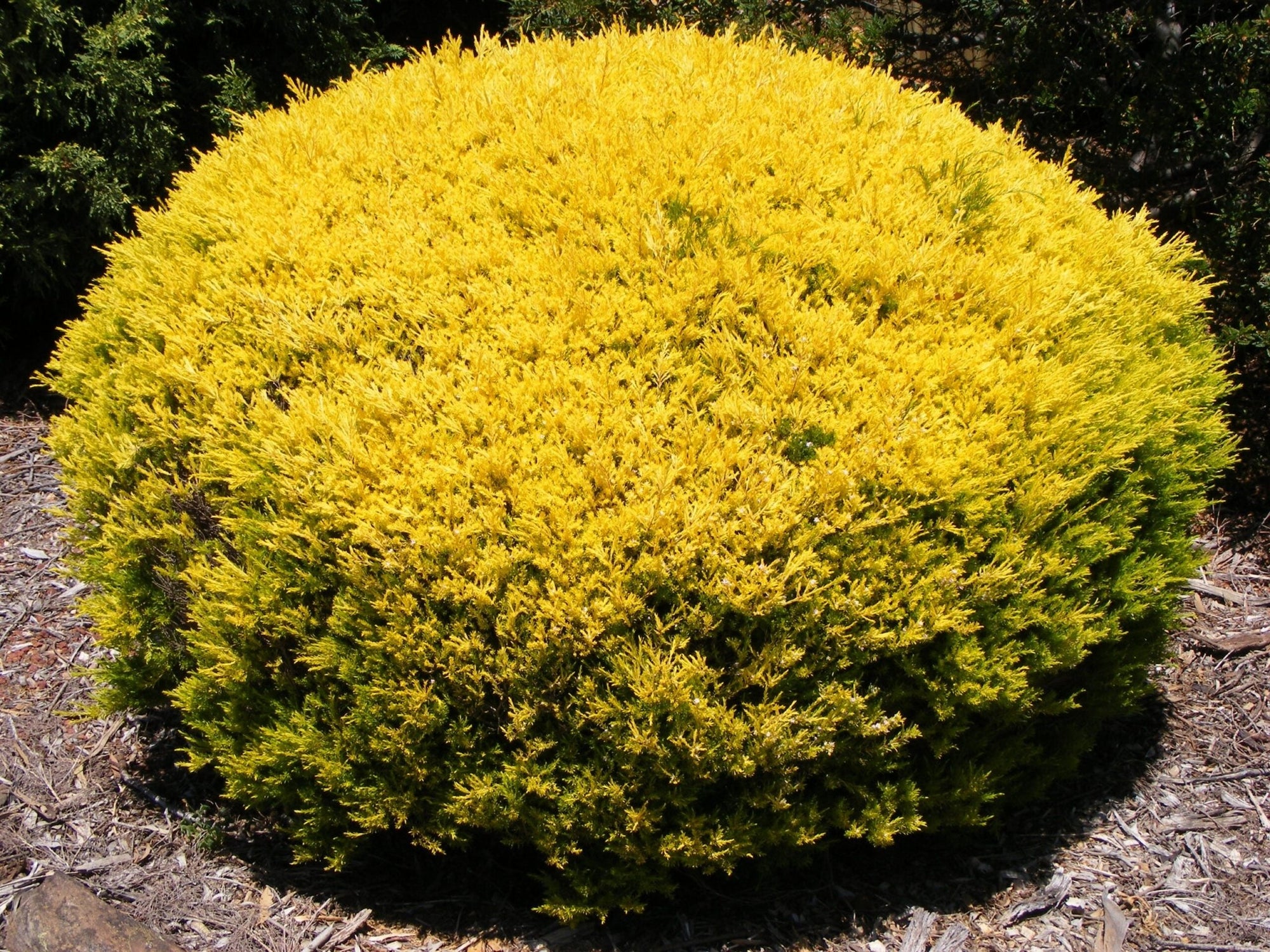 Golden Diosma Aurea (Coleonema pulchellum) - Ladybird Nursery