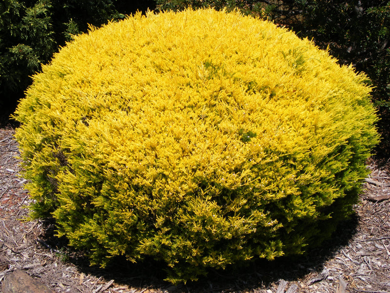 Golden Diosma Aurea (Coleonema pulchellum)