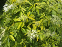 Golden Elderberry Aurea (Sambucus nigra)