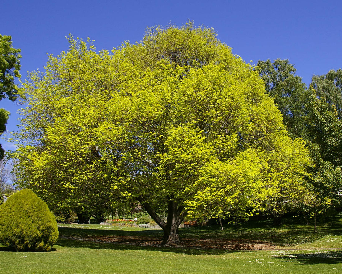 Golden Elm lutescens (Ulmus glabra) - Ladybird Nursery