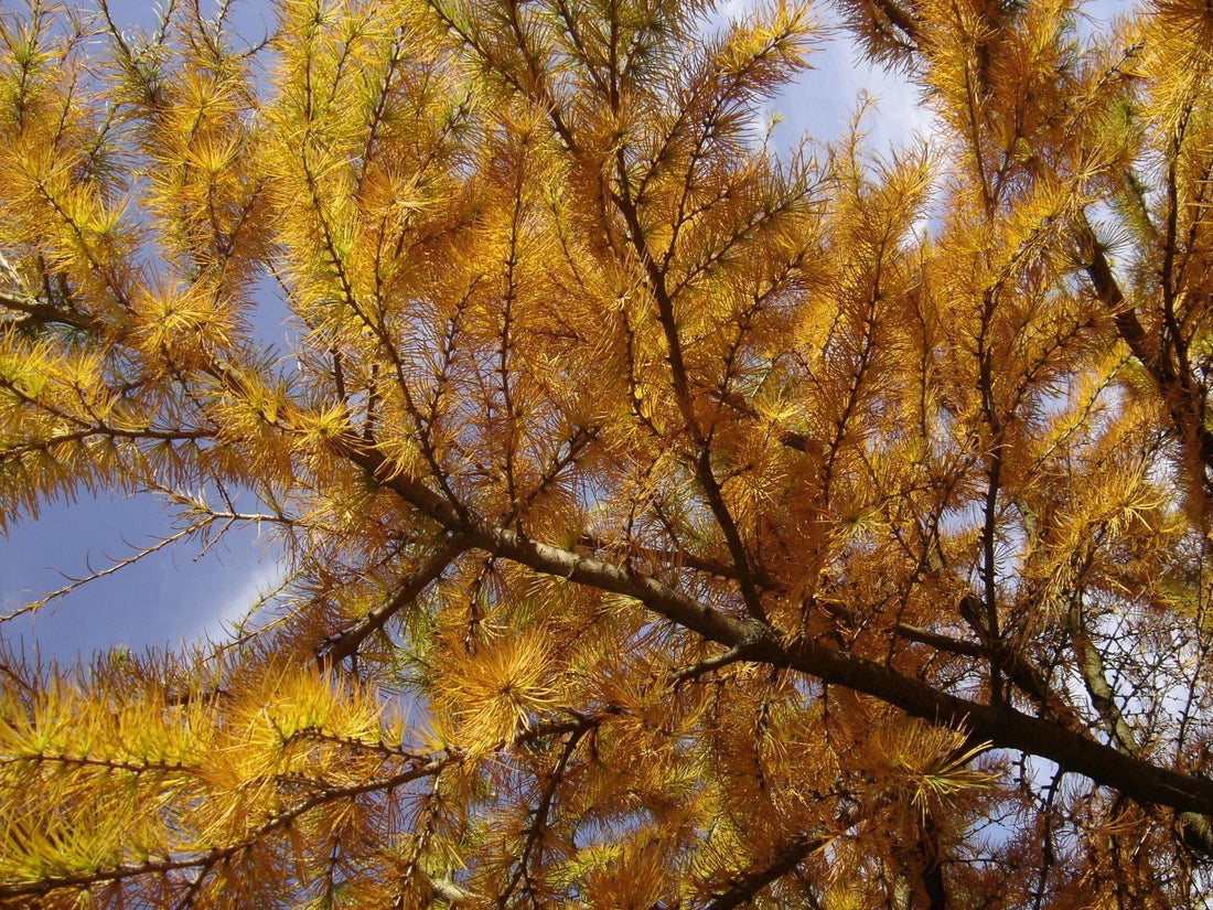 Golden Larch (Pseudolarix amabilis) - Ladybird Nursery