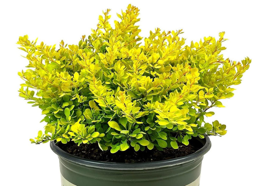 Golden Nugget Japanese Barberry (Berberis thunbergii) - Ladybird Nursery