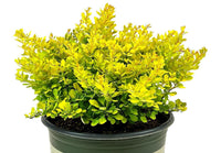 Golden Nugget Japanese Barberry (Berberis thunbergii)