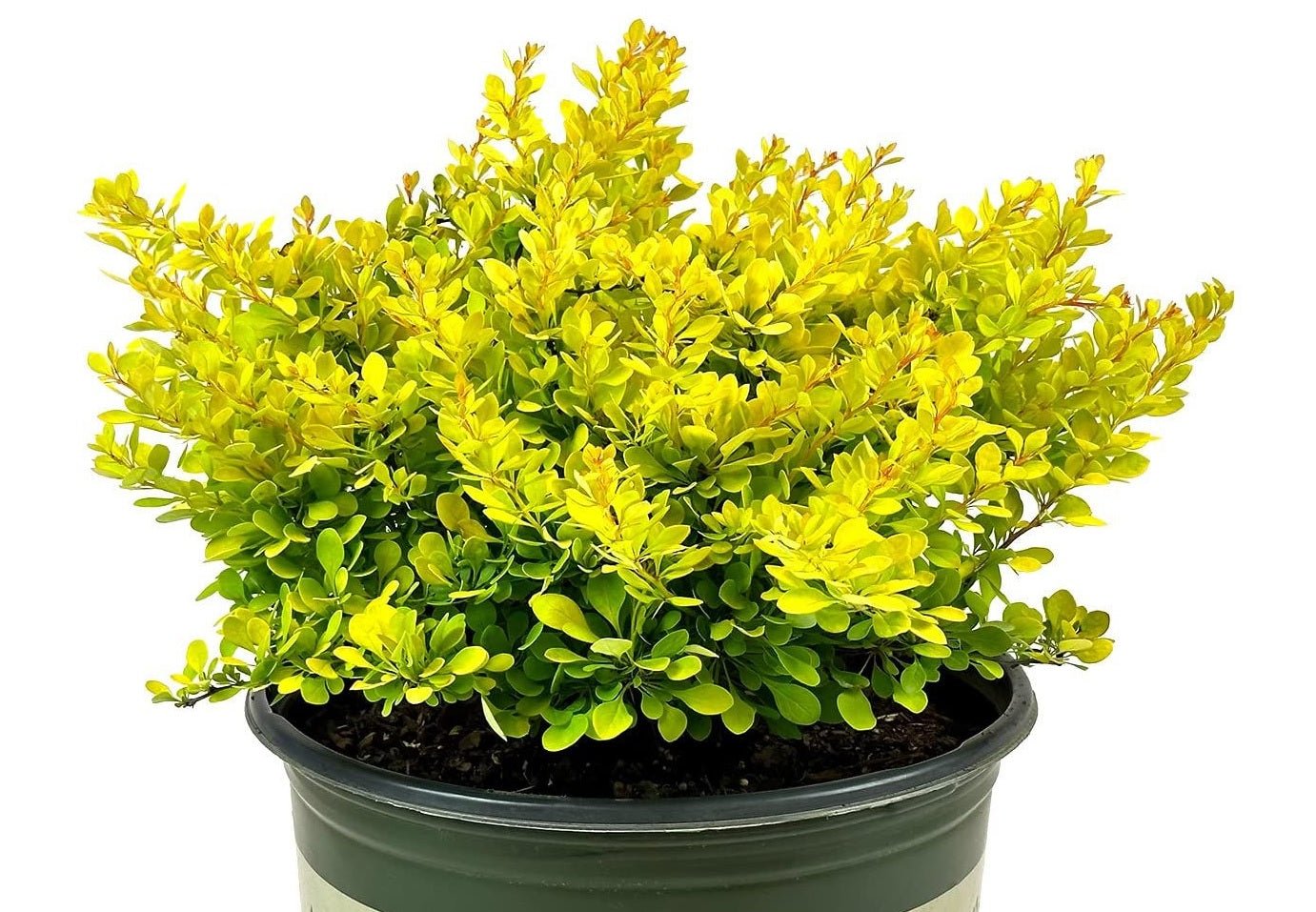 Golden Nugget Japanese Barberry (Berberis thunbergii) - Ladybird Nursery