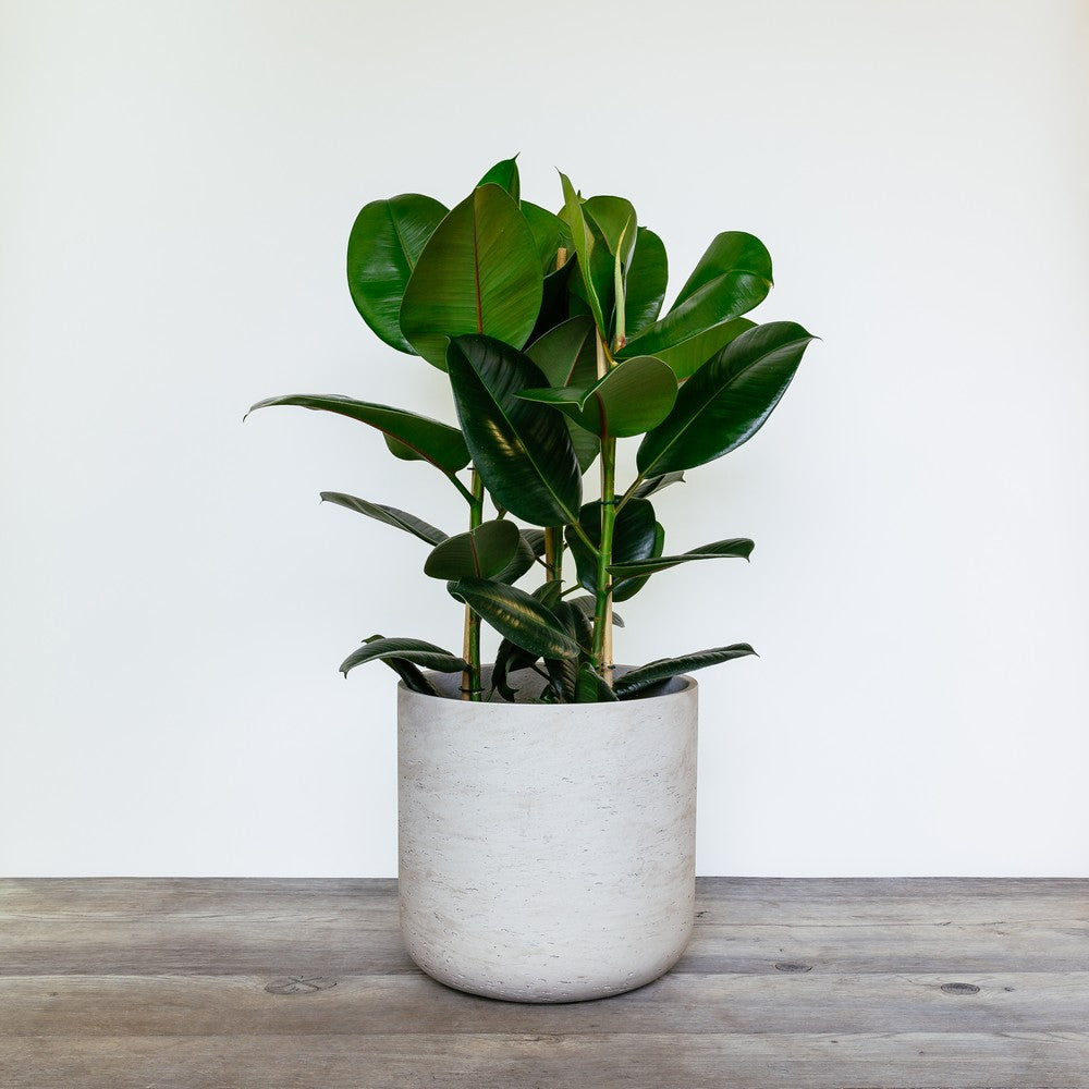Ficus Rubra Rubber Plant (Ficus elastica)