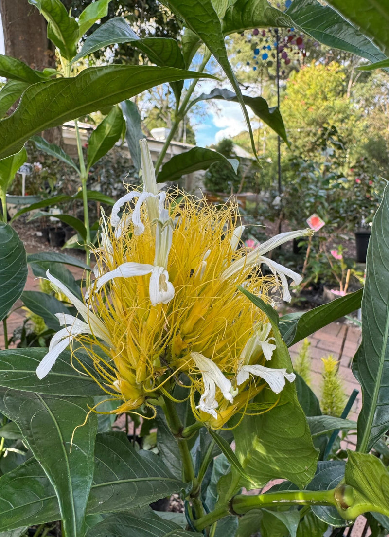 Golden Plume (Schaueria flavicoma)