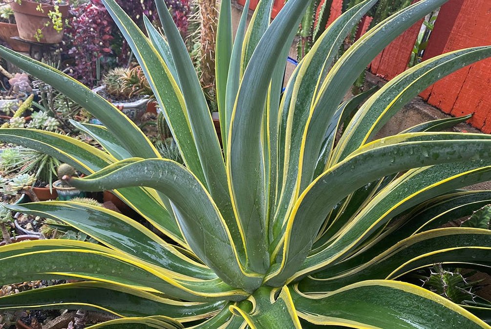 Golden Smooth Agave El Miradores Gold (Agave desmettiana) - Ladybird Nursery