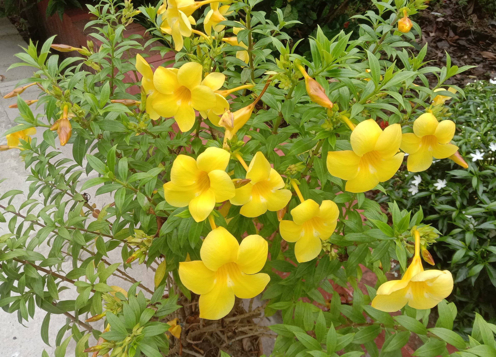 Golden Trumpet (Allamanda cathartica)