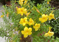 Golden Trumpet (Allamanda cathartica)