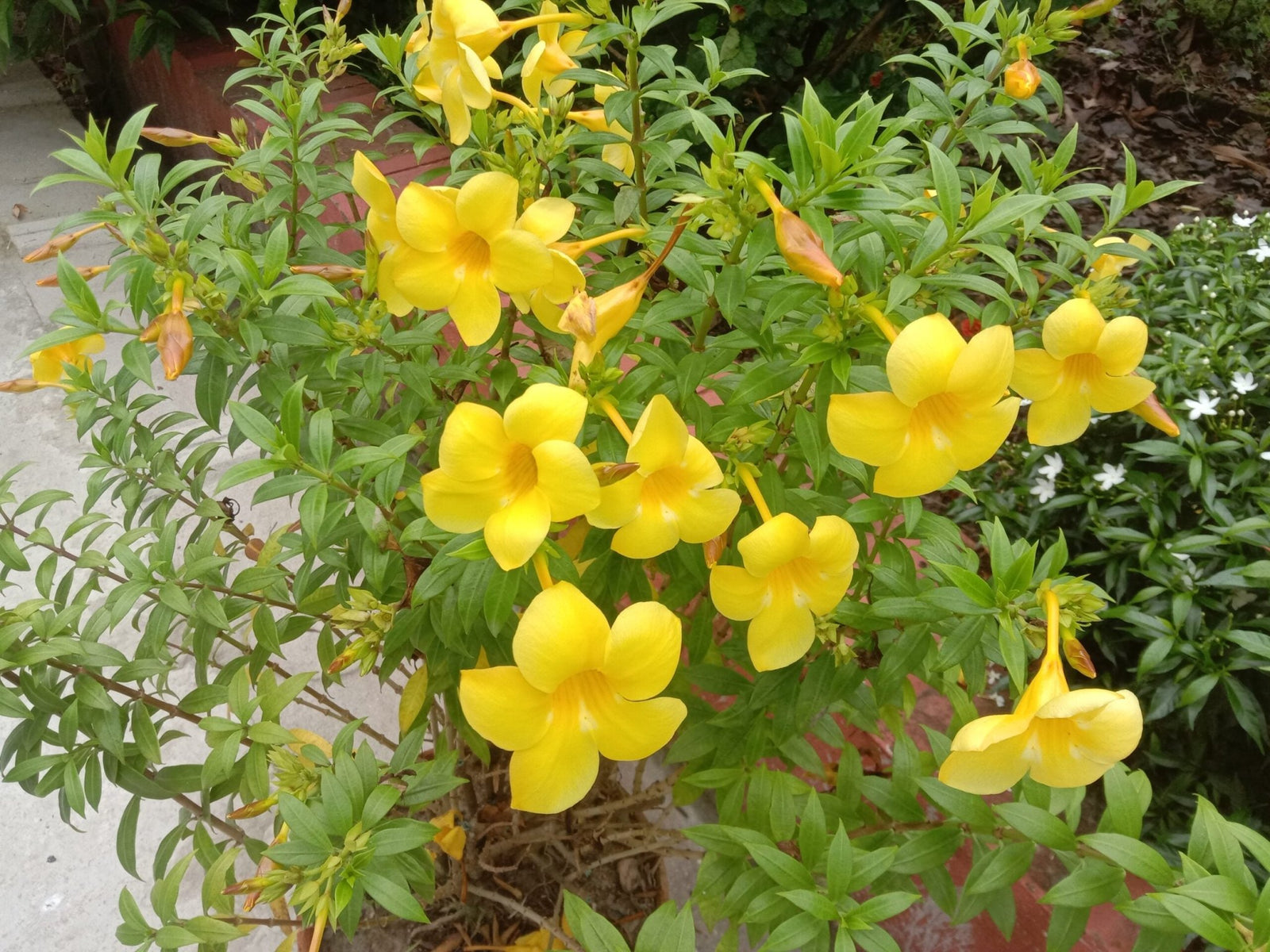 Golden Trumpet Double Yellow (Allamanda spp.) - Ladybird Nursery