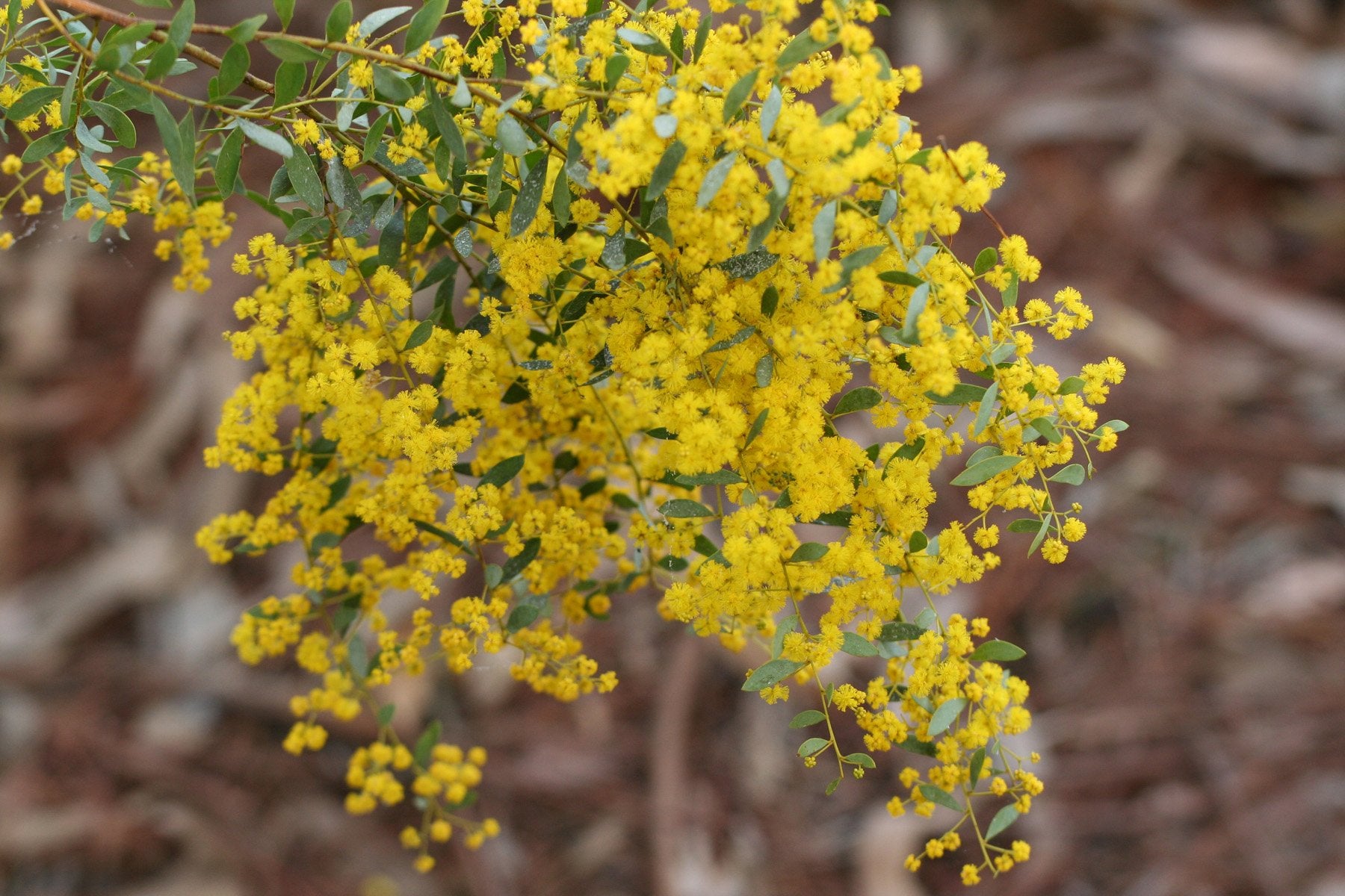Golden Wreath Wattle Springtime Cascade (Acacia saligna)
