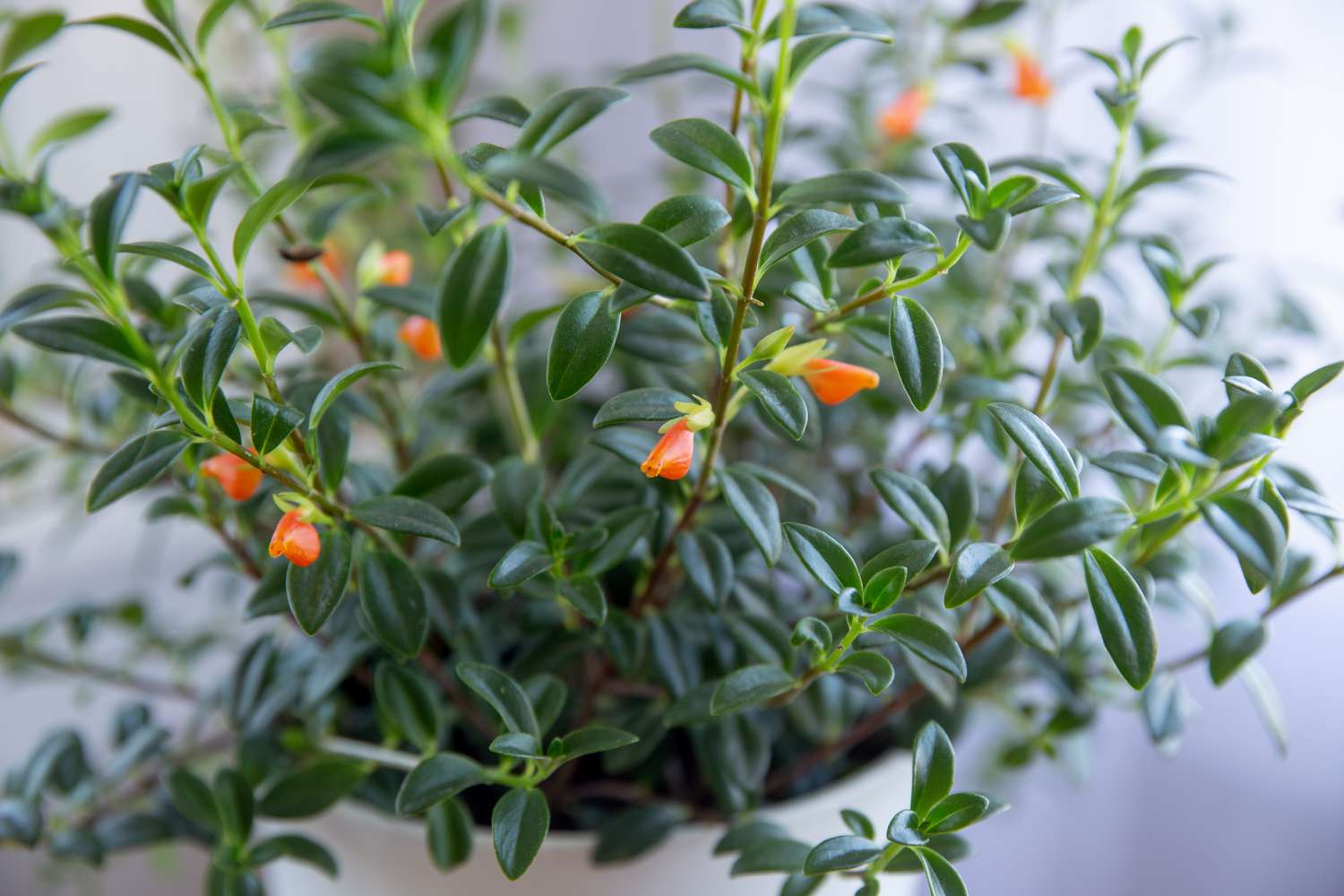 Goldfish Plant (Columnea gloriosa) - Ladybird Nursery