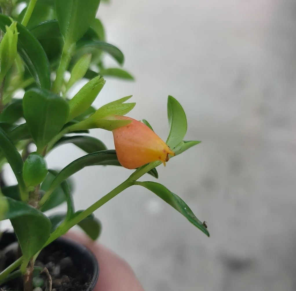 Goldfish Plant Assorted (Nematanthus spp.)