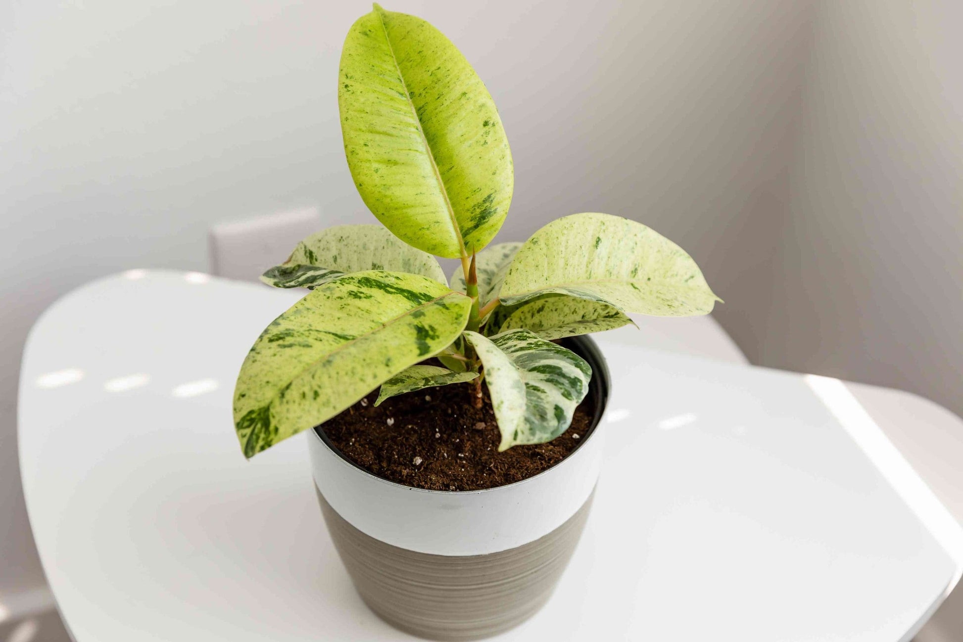 Ficus Shivereana Rubber Plant (Ficus elastica)