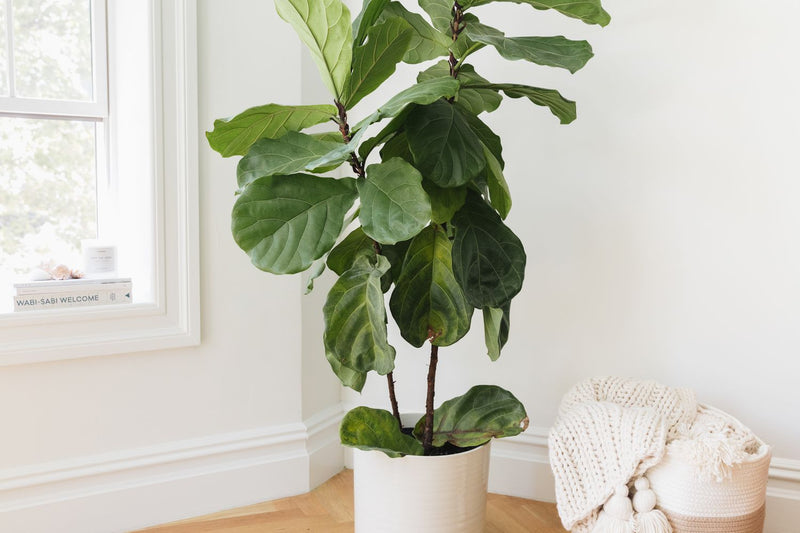 Fiddle Leaf Fig (Ficus lyrata)
