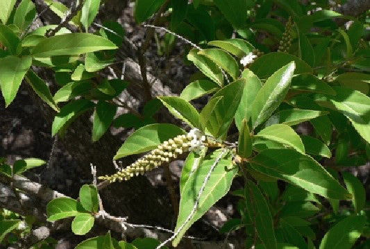 Fiddlewood (Citharexylum quadrangulare)