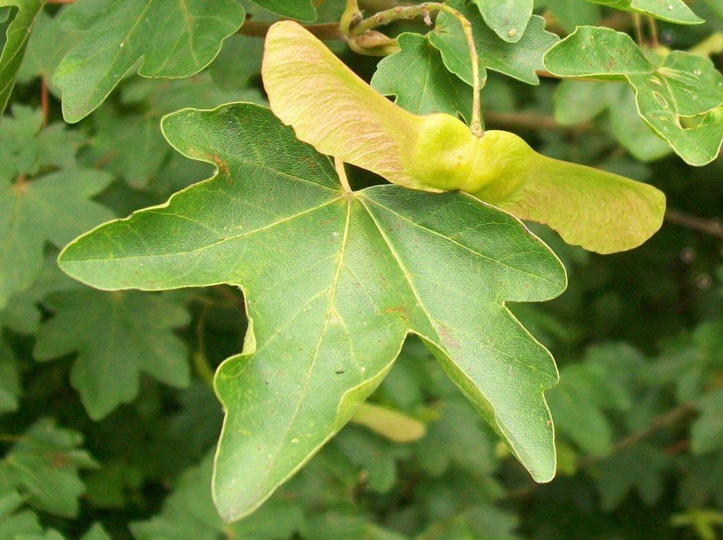 Field Maple (Acer campestre) - Ladybird Nursery
