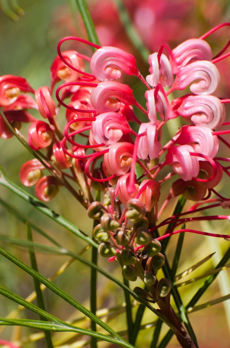 Grevillea Ellendale fililoba