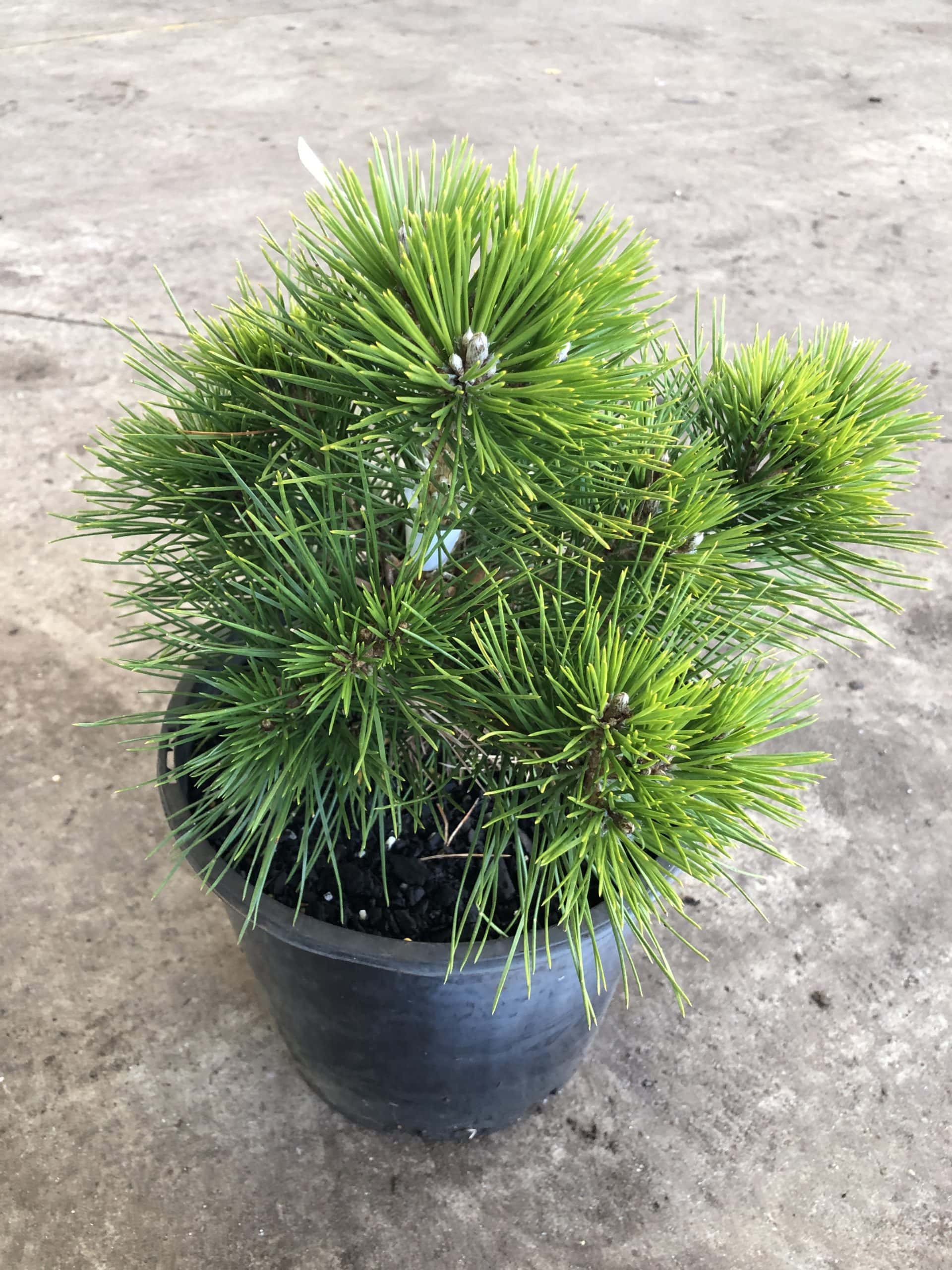 Japanese Black Pine ‘Emery Dwarf’ (Pinus thunbergii)