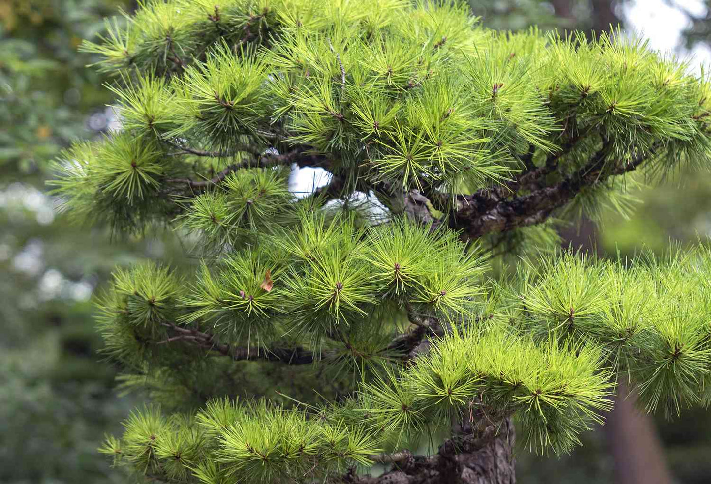 Kyotto Nishiki 'Japanese Black Pine' (Pinus thunbergii)