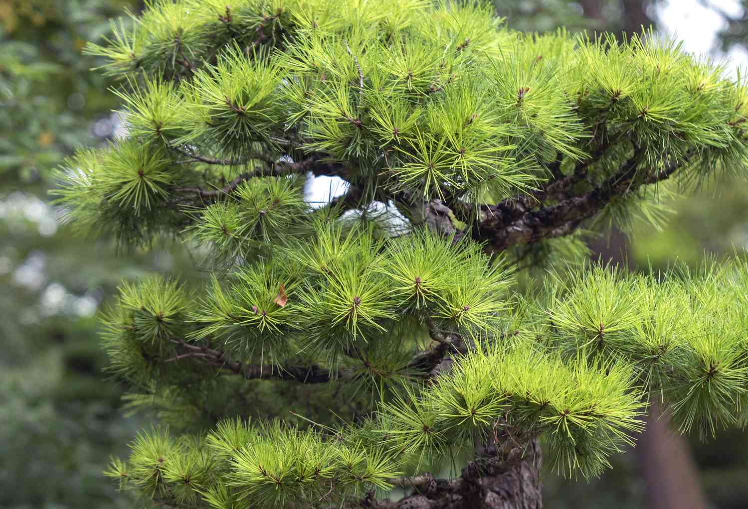Nishiki Kyokko 'Japanese Black Pine' (Pinus thunbergii) - Ladybird Nursery