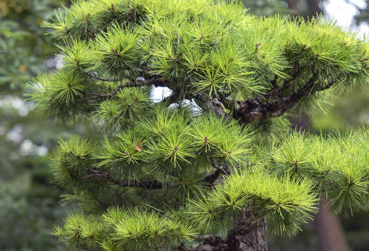 Kyotto Nishiki 'Japanese Black Pine' (Pinus thunbergii)