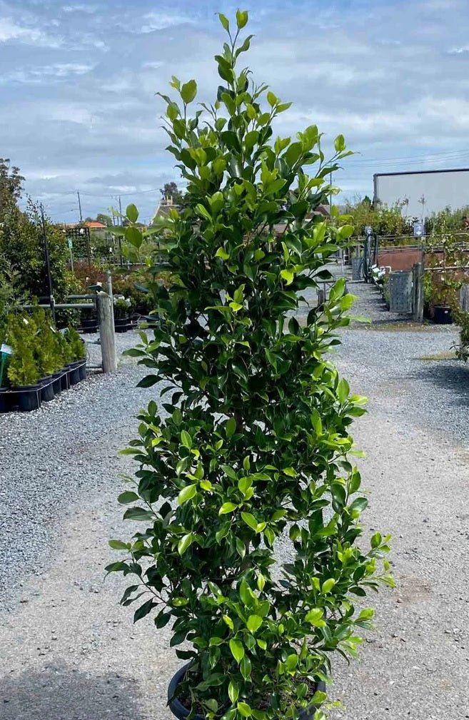 Fig Flash 2ft Standards (Ficus microcarpa) - Ladybird Nursery