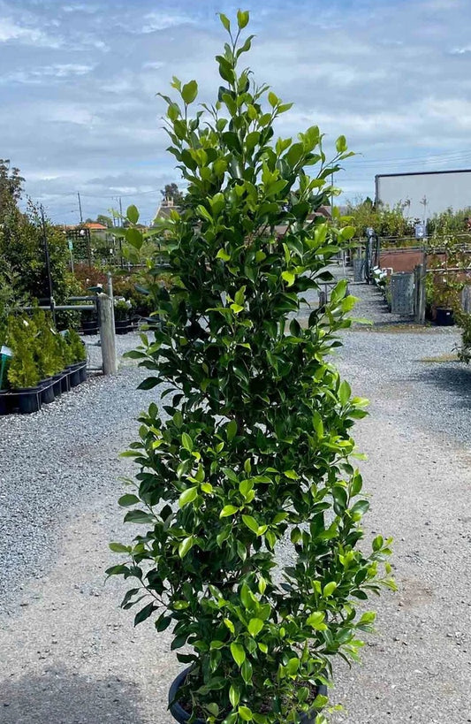 Fig Flash 2ft Standards (Ficus microcarpa)