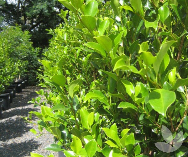 Fig Flash 3ft Standards (Ficus microcarpa) - Ladybird Nursery