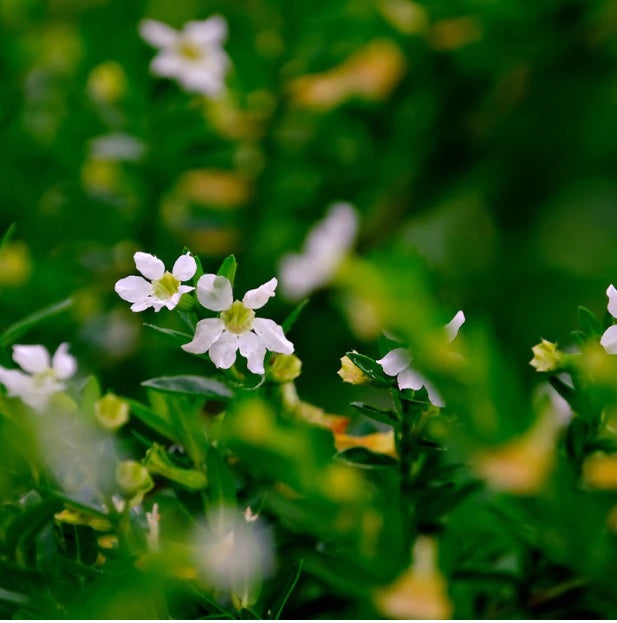 False Heather White (Cuphea hyssopifolia)