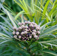 Fingers Tree Gold (Osmoxylon lineare)