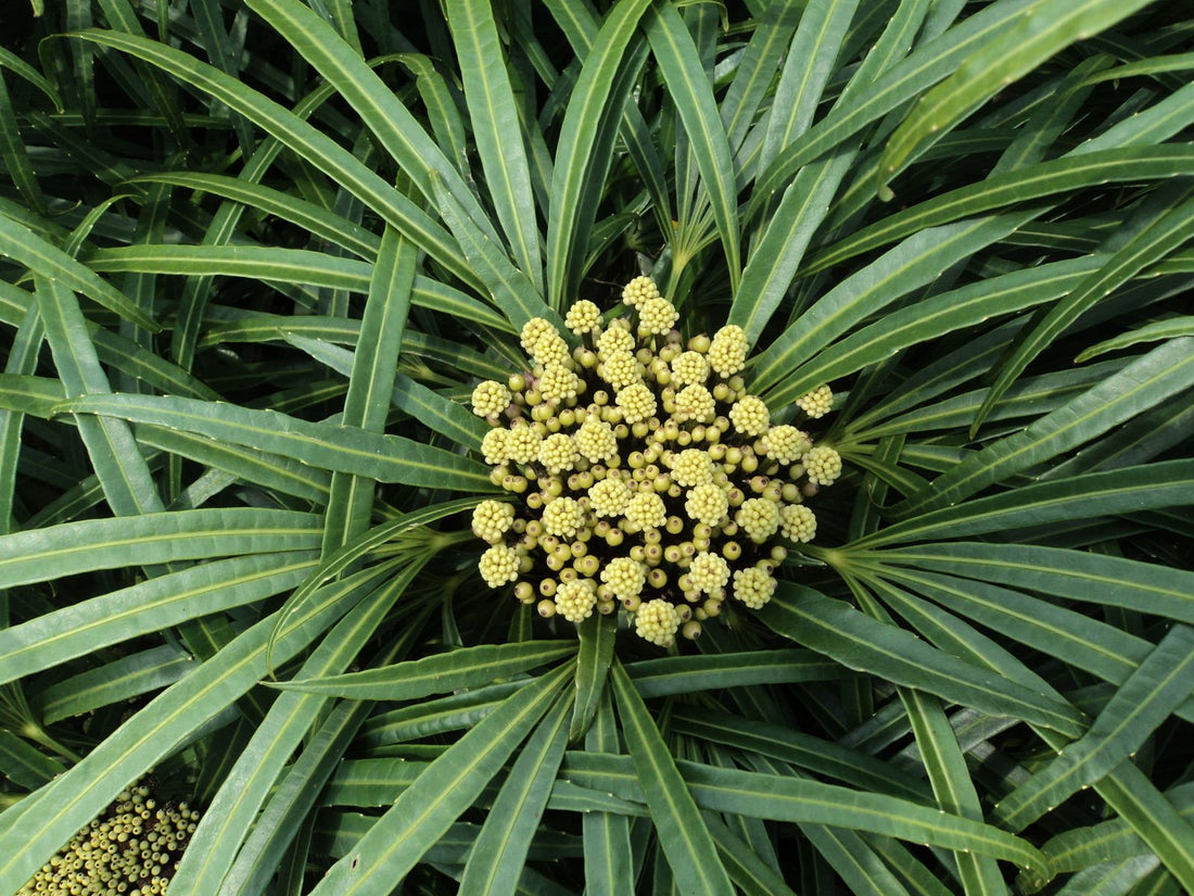 Fingers Tree Green Form (Osmoxylon lineare) - Ladybird Nursery