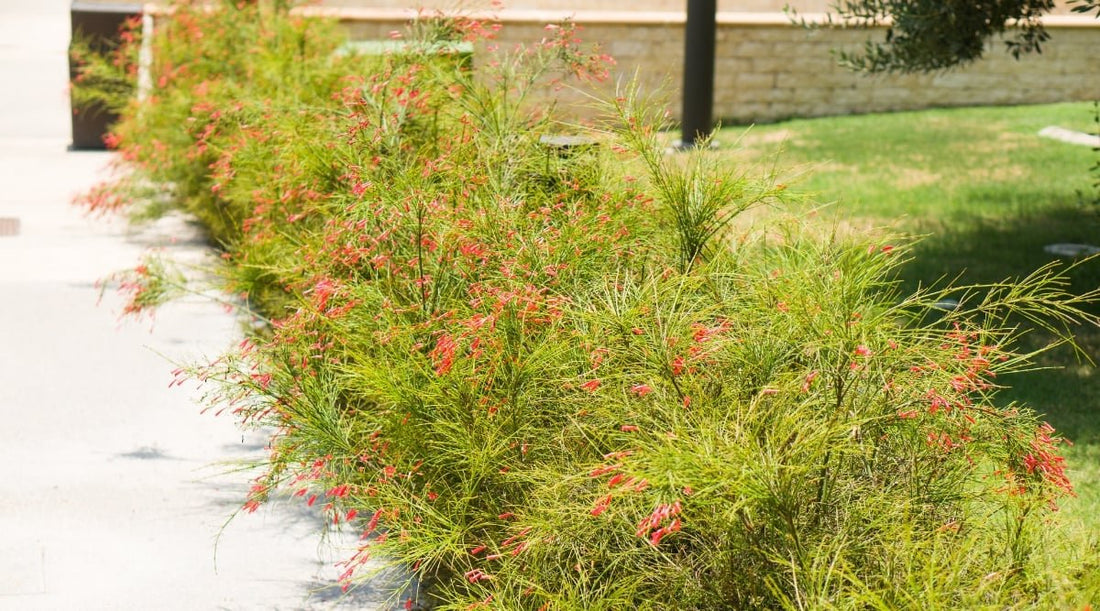 Firecracker Plant Cream (Russelia equisetiformis) - Ladybird Nursery
