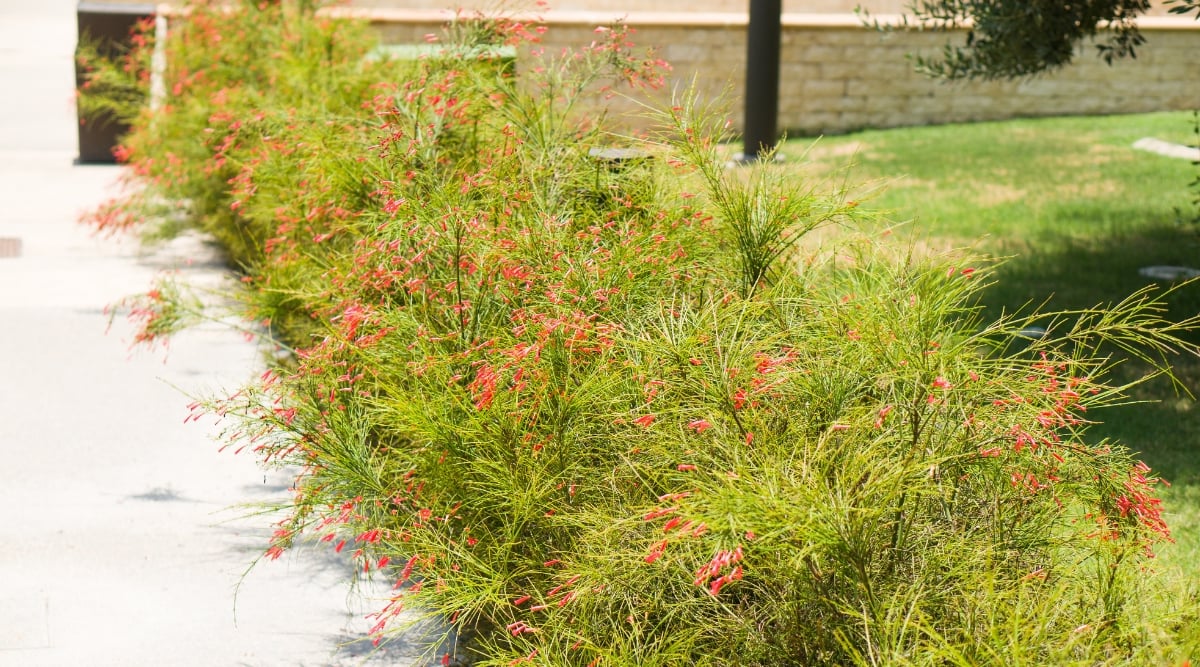 Firecracker Plant Cream (Russelia equisetiformis)