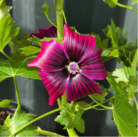 Firecracker Plant purpurea (Cuphea x)