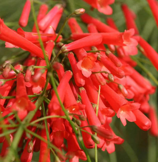 Firecracker Plant Red (Russelia equisetiformis)