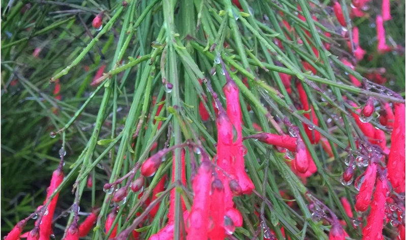 Firecracker Plant Ruby Falls (Russelia equisetiformis)