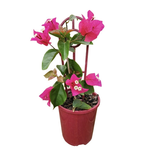 Firefly Bougainvillea (Bougainvillea Bambino™)