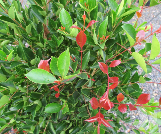 Firescreen (Syzygium smithii)