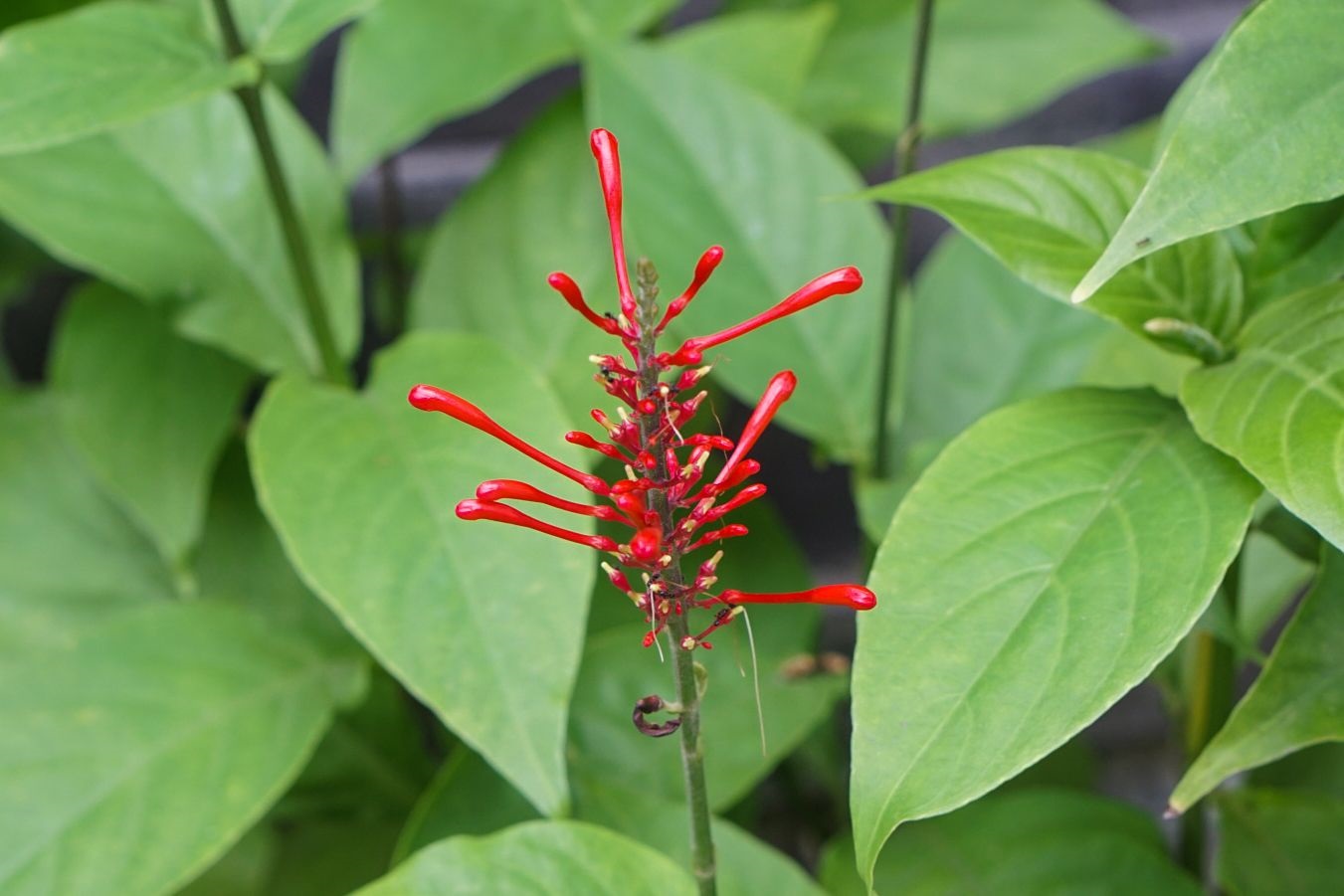 Firespike Multi planted (Odontonema strictum)