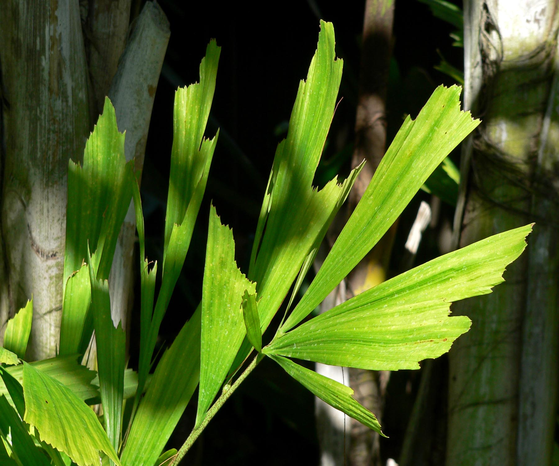 Fishtail Palm (Caryota mitis)