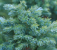 Flaky Juniper prostrata (Juniperus squamata)