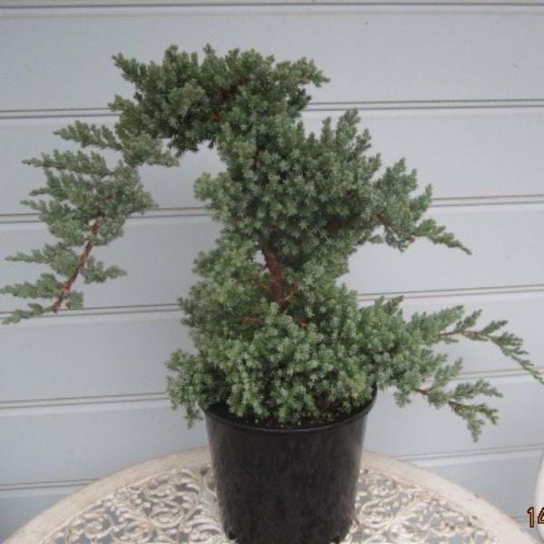 Flaky Juniper prostrata Bonsai (Juniperus squamata)