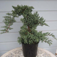 Flaky Juniper prostrata Bonsai (Juniperus squamata) - Ladybird Nursery
