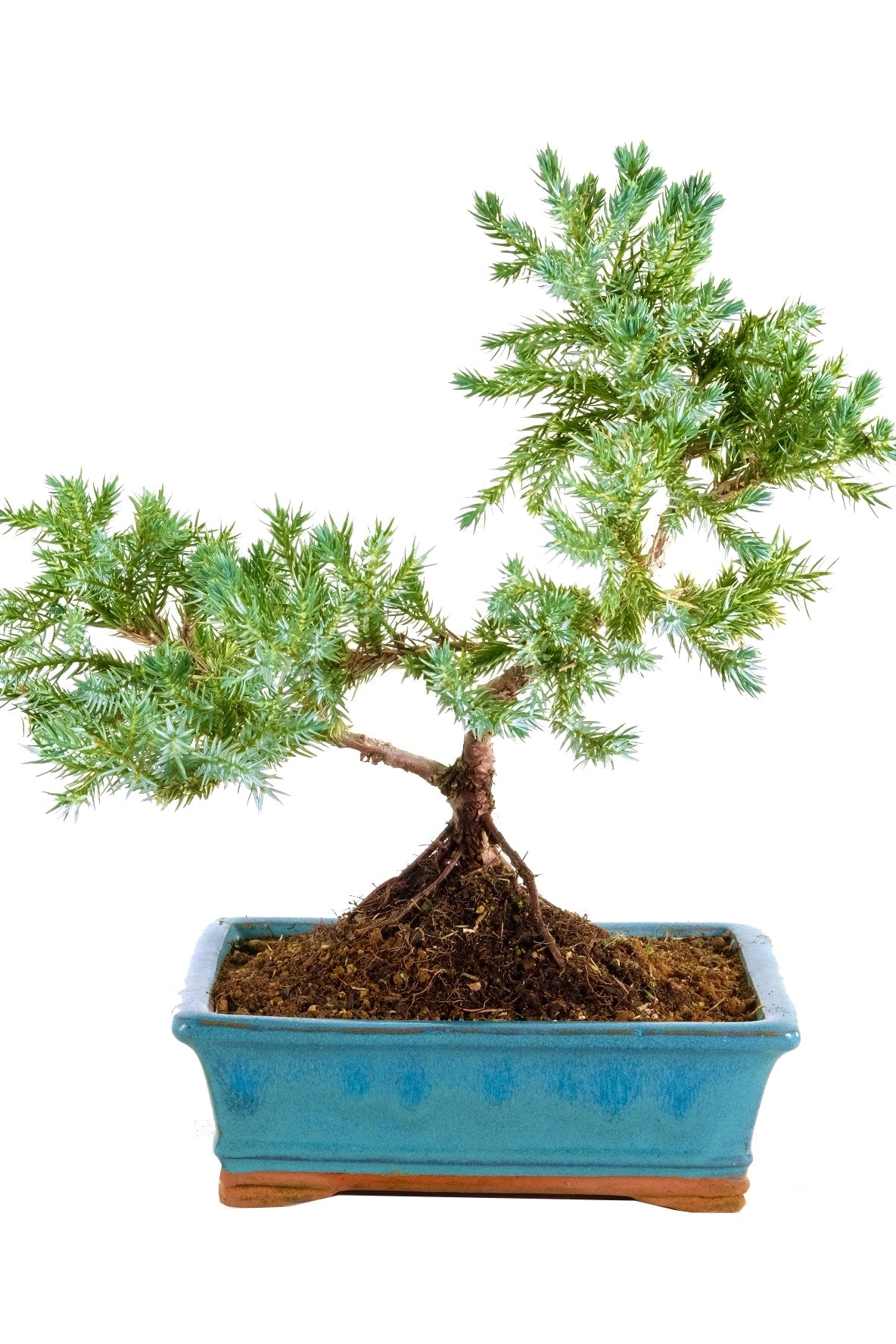 Flaky Juniper prostrata Bonsai starter (Juniperus squamata)