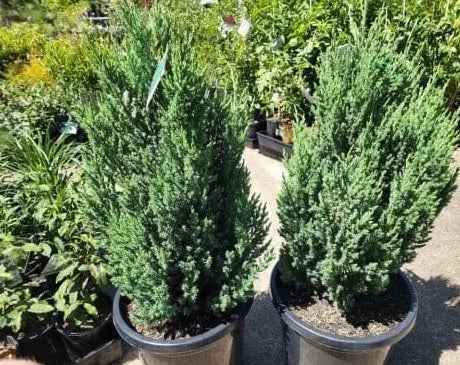 Flaky Juniper Prostrata SYN Pingii (Juniperus squamata)