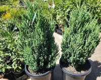 Flaky Juniper Prostrata SYN Pingii (Juniperus squamata)