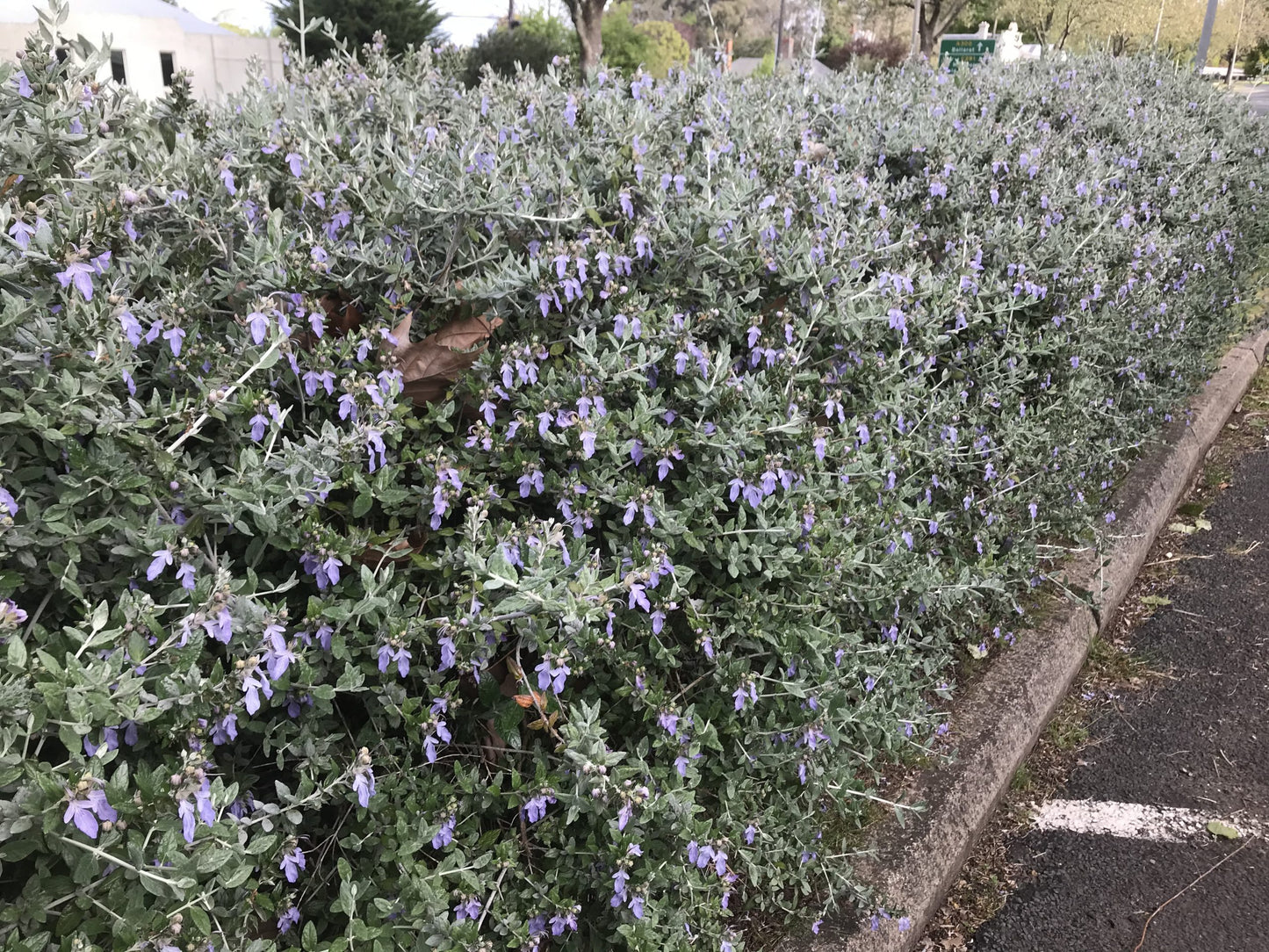 Germander (Teucrium fruticans)